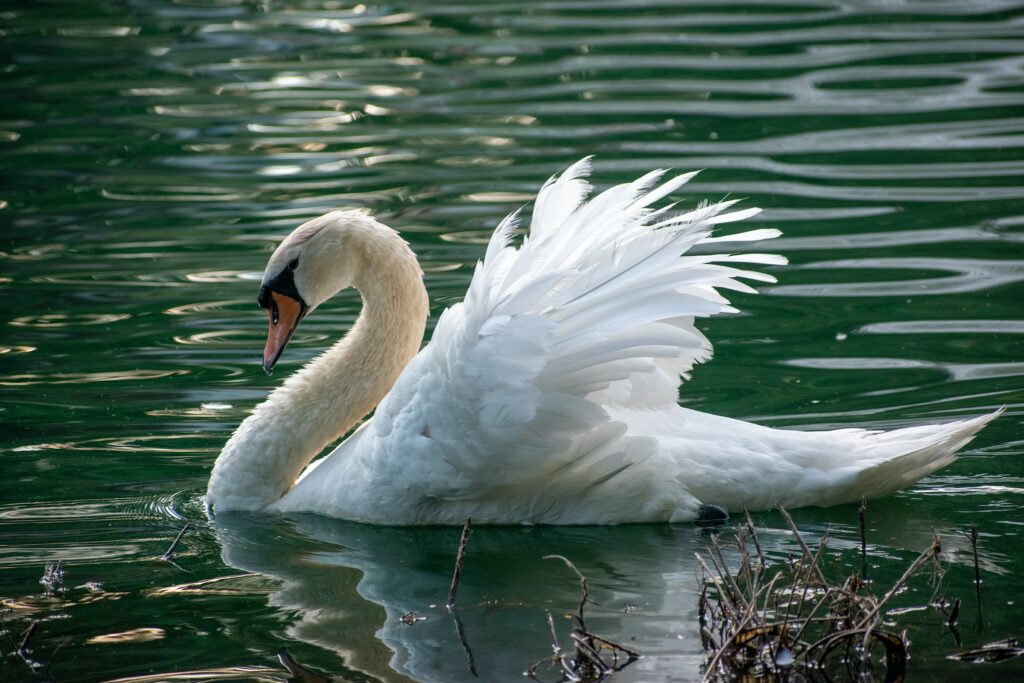 A swan on a lake